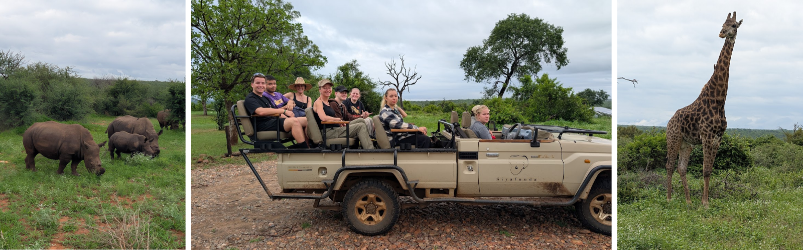 A collage of three photos depicting white rhinos with a baby, a giraffe, and a group of people on safari in a Siyafunda vehicle.